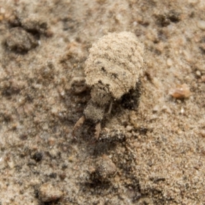 Myrmeleontidae (family) at Higgins, ACT - 6 Apr 2019