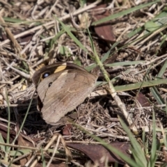 Heteronympha merope (Common Brown Butterfly) at Higgins, ACT - 6 Apr 2019 by AlisonMilton