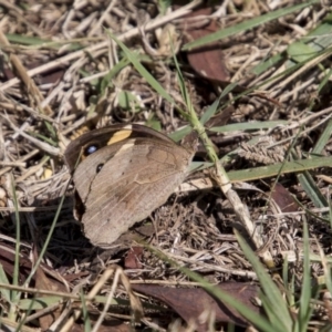 Heteronympha merope at Higgins, ACT - 6 Apr 2019