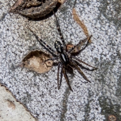 Nyssus coloripes (Spotted Ground Swift Spider) at Higgins, ACT - 6 Apr 2019 by AlisonMilton