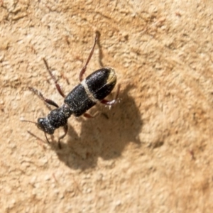 Lemidia accincta at Holt, ACT - 6 Apr 2019