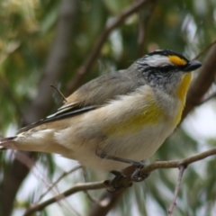 Pardalotus striatus (Striated Pardalote) at Sutton, NSW - 17 Oct 2018 by Whirlwind