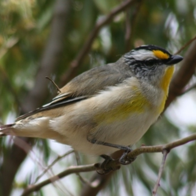 Pardalotus striatus (Striated Pardalote) at Sutton, NSW - 17 Oct 2018 by Whirlwind