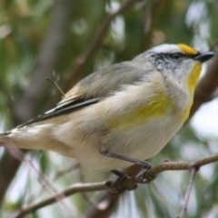 Pardalotus striatus at Sutton, NSW - 17 Oct 2018 11:10 PM