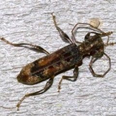 Tessaromma undatum (Velvet eucalypt longhorn beetle) at Ainslie, ACT - 31 May 2018 by jb2602