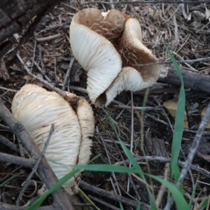 zz agaric (stem; gills white/cream) at Deakin, ACT - 6 Apr 2019