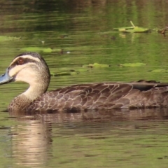 Anas superciliosa (Pacific Black Duck) at Sutton, NSW - 11 Feb 2019 by Whirlwind