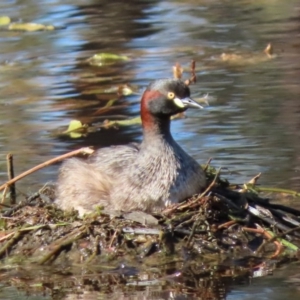 Tachybaptus novaehollandiae at Sutton, NSW - 12 Feb 2019