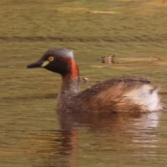 Tachybaptus novaehollandiae at Sutton, NSW - 12 Feb 2019