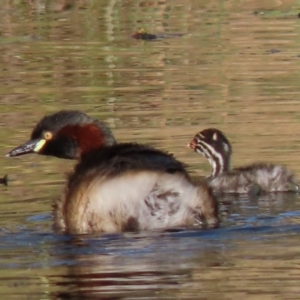 Tachybaptus novaehollandiae at Sutton, NSW - 3 Mar 2019