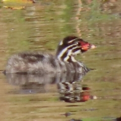 Tachybaptus novaehollandiae at Sutton, NSW - 3 Mar 2019