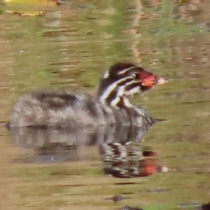 Tachybaptus novaehollandiae at Sutton, NSW - 3 Mar 2019