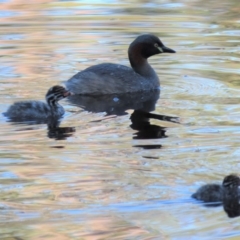 Tachybaptus novaehollandiae at Sutton, NSW - 3 Mar 2019