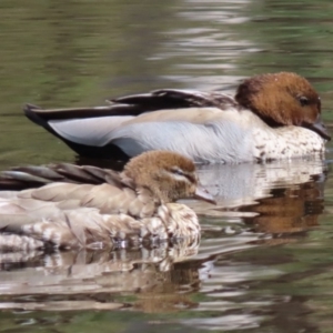 Chenonetta jubata at Sutton, NSW - 1 Mar 2019