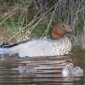 Chenonetta jubata at Sutton, NSW - 1 Mar 2019