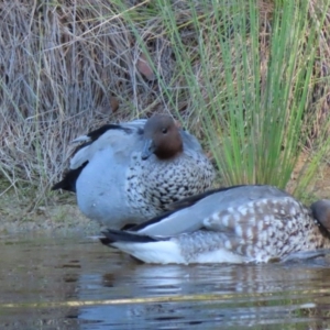 Chenonetta jubata at Sutton, NSW - 1 Mar 2019