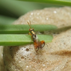 Podagrionini (tribe) at Acton, ACT - 6 Apr 2019 12:18 PM