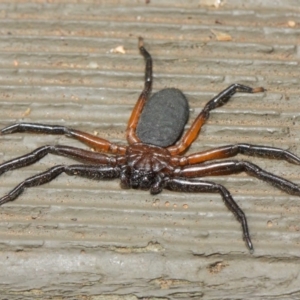 Hemicloea sp. (genus) at Hackett, ACT - 6 Apr 2019 12:52 PM