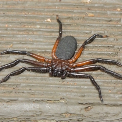 Hemicloea sp. (genus) (Flat bark spider) at Hackett, ACT - 6 Apr 2019 by TimL
