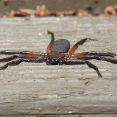 Hemicloea sp. (genus) at Hackett, ACT - 6 Apr 2019