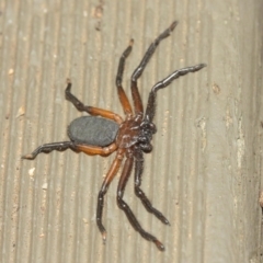 Hemicloea sp. (genus) at Hackett, ACT - 6 Apr 2019