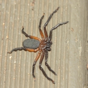 Hemicloea sp. (genus) at Hackett, ACT - 6 Apr 2019 12:52 PM