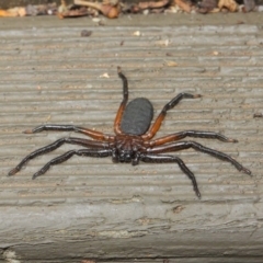 Hemicloea sp. (genus) at Hackett, ACT - 6 Apr 2019