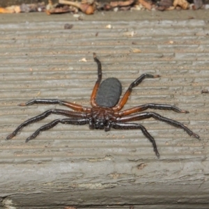 Hemicloea sp. (genus) at Hackett, ACT - 6 Apr 2019 12:52 PM