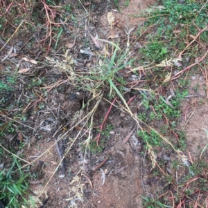 Eragrostis cilianensis at Hughes, ACT - 5 Apr 2019