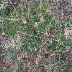 Eragrostis cilianensis at Hughes, ACT - 5 Apr 2019