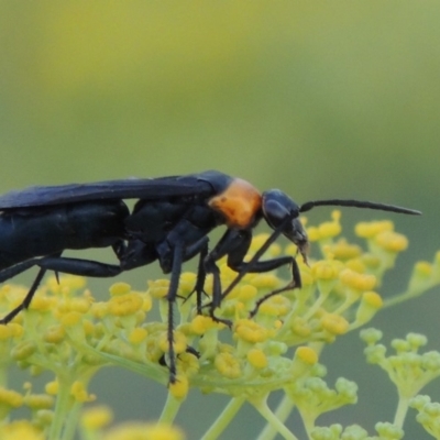 Ferreola handschini (Orange-collared Spider Wasp) at Paddys River, ACT - 19 Jan 2019 by MichaelBedingfield