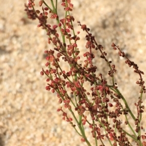 Rumex acetosella at Undefined, ACT - 6 Apr 2019 03:17 PM