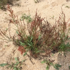 Rumex acetosella at Undefined, ACT - 6 Apr 2019 03:17 PM