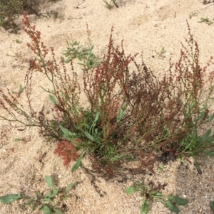 Rumex acetosella at Undefined, ACT - 6 Apr 2019 03:17 PM