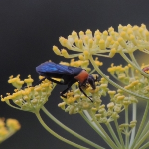 Ferreola handschini at Paddys River, ACT - 17 Jan 2019 08:23 PM