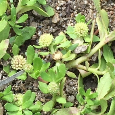 Centipeda minima subsp. minima (Spreading Sneezeweed) at Undefined, ACT - 6 Apr 2019 by JaneR