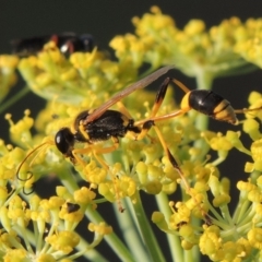 Sceliphron laetum (Common mud dauber wasp) at Paddys River, ACT - 29 Jan 2019 by MichaelBedingfield