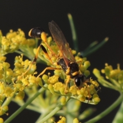 Sceliphron laetum at Paddys River, ACT - 29 Jan 2019 08:08 PM