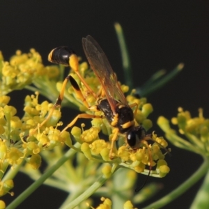 Sceliphron laetum at Paddys River, ACT - 29 Jan 2019 08:08 PM