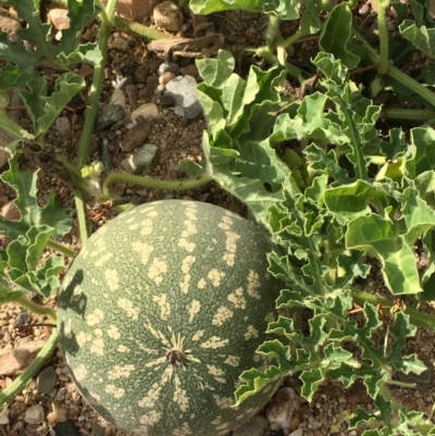 Citrullus amarus (Wild Melon, Camel Melon, Bitter Melon) at Undefined, ACT - 6 Apr 2019 by JaneR