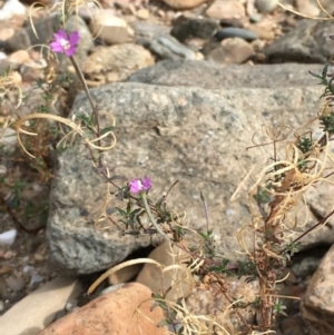 Epilobium billardiereanum at Undefined, ACT - 6 Apr 2019