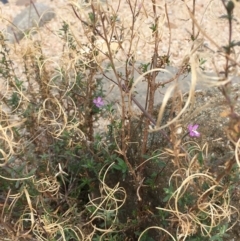 Epilobium billardiereanum at Undefined, ACT - 6 Apr 2019