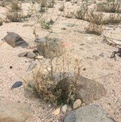 Epilobium billardiereanum at Undefined, ACT - 6 Apr 2019