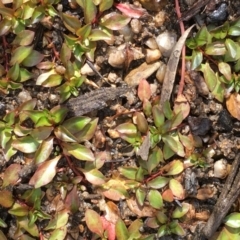 Ludwigia palustris (Marsh Purslane) at Undefined, ACT - 6 Apr 2019 by JaneR