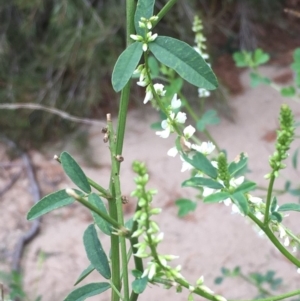 Melilotus albus at Undefined, ACT - 6 Apr 2019 03:11 PM