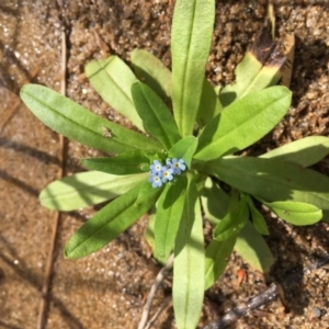 Myosotis laxa subsp. caespitosa at The Angle, ACT - 6 Apr 2019 02:24 PM