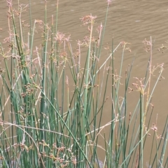 Schoenoplectus tabernaemontani (River Club-rush) at The Angle, ACT - 6 Apr 2019 by JaneR
