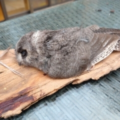 Aegotheles cristatus (Australian Owlet-nightjar) at Greenleigh, NSW - 7 Apr 2019 by LyndalT