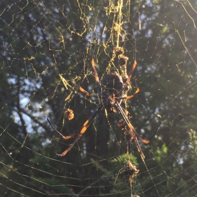 Nephila plumipes (Humped golden orb-weaver) at Moruya, NSW - 6 Apr 2019 by LisaH