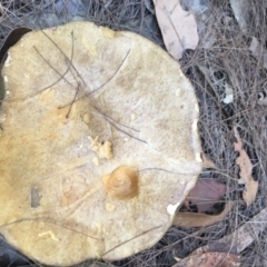 Unverified Fungus at Moruya, NSW - 7 Apr 2019 by LisaH